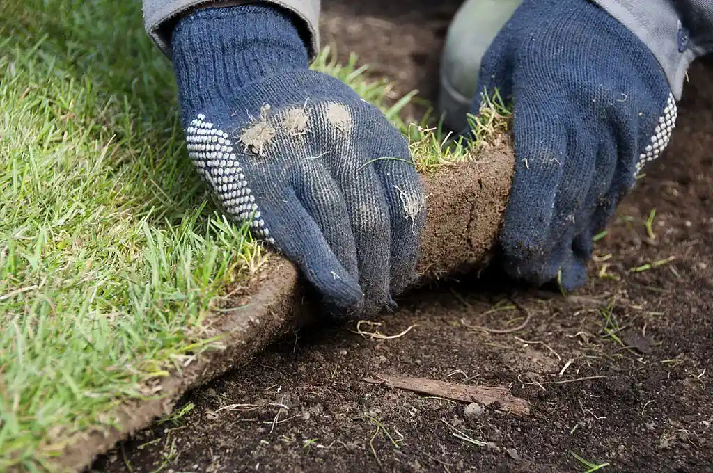 Sod Installation | Enhance Your Lawn with Turf Green Pro