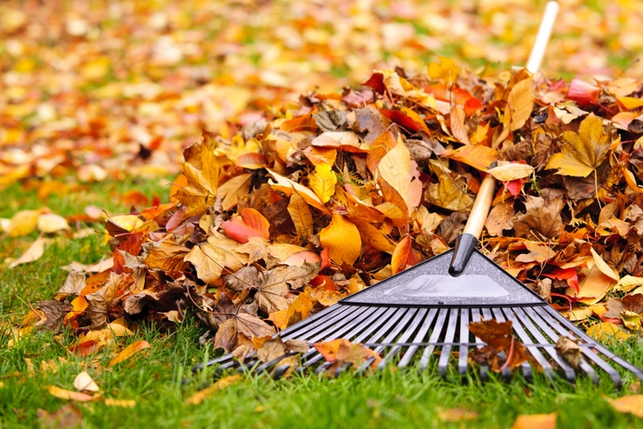 Professional Fall Clean-Up for Your Yard | Turf Green Pro